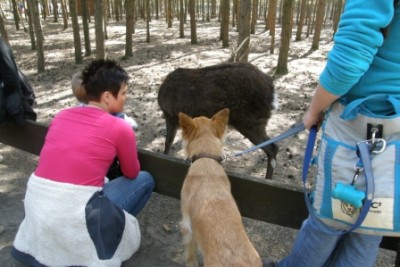 hirsch_1.JPG