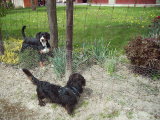 IMG_0010.JPGMax mit Hund am Zaun.jpg