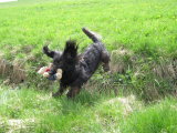IMG_0203.jpgMax beim Sprung.jpg