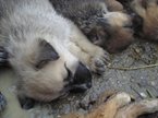 Tote-Hunde-(2).jpg