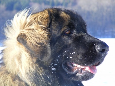2008_1127rudel0025.JPG