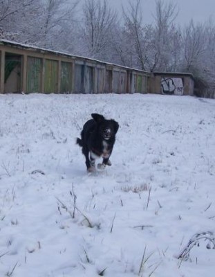 Selma im Schnee 3komp.jpg (30.52 KiB) 4983 mal betrachtet ich kommeeeeeeeee