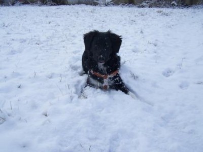 meinschnee komp.jpg (25.17 KiB) 4983 mal betrachtet wer wagt es meinen Schnee zu klauen?