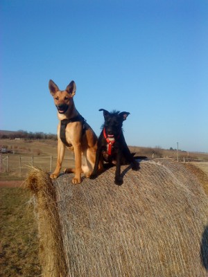 Vik 080.JPG (126.02 KiB) 1947-mal betrachtet Vik 080.JPG