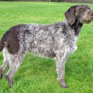 german_wirehaired_pointer.jpg