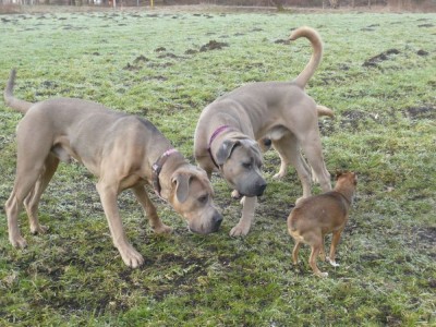Lennox, Nugget & Emma - Kopie.JPG