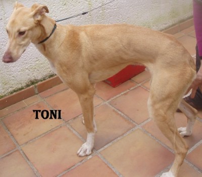 toni3.jpg