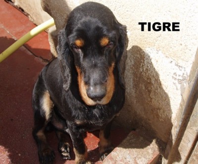 tigre1.jpg