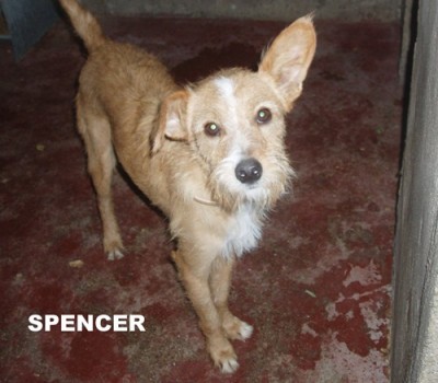 spencer2.jpg