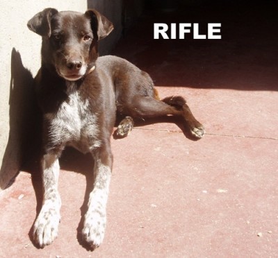 rifle.jpg