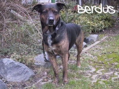 berdus 7 v.jpg