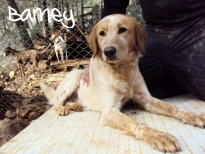 barney9.JPG