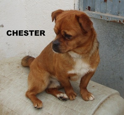 chester3.jpg