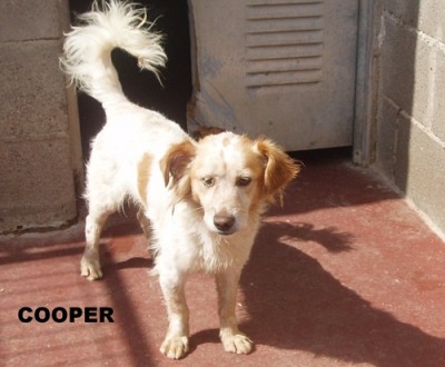 cooper2.jpg