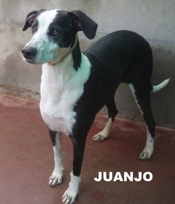 juanjo2.jpg