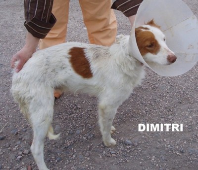dimitri1.jpg