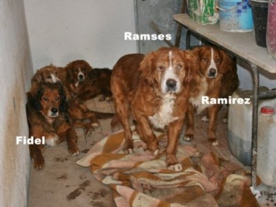 ram_ram_fid.jpg