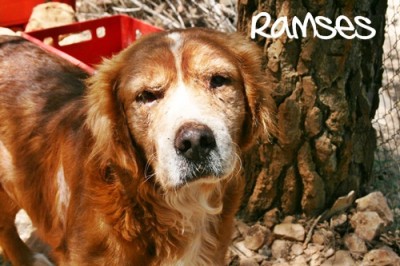 ramsi.jpg