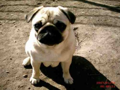 MopsDame.jpg (15.9 KiB) 6410-mal betrachtet MopsDame.jpg