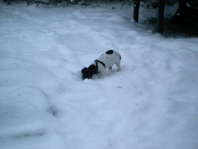 niki 053.jpg (75 KiB) 3420-mal betrachtet niki 053.jpg