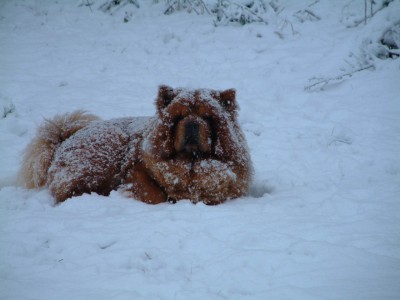 17. 12. Boss-Man im Schnee.jpg