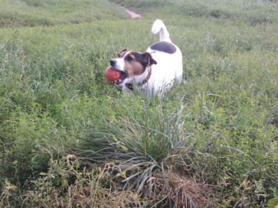 IDEFIX AM FELD MIT SEINEM BALLI FÜR HUNDEFORUM.DE.jpg