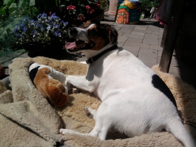 IDEFIX DRAUßEN IM KÖRBCHEN UND WUFFI DA NEBEN.jpg