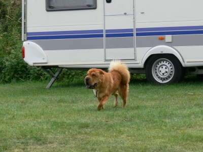 01 06 Mac beim Shar-Pei-Treffen 2008.jpg