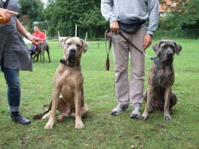 Antikdoggentreffen 2010 001 - Kopie.JPG