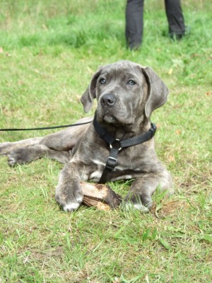 Antikdoggentreffen 2010 024 - Kopie.JPG