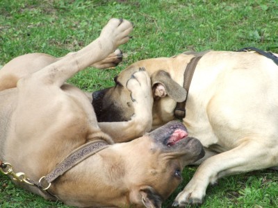 Antikdoggentreffen 2010 040 - Kopie.JPG