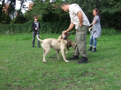 Antikdoggentreffen 2010 042 - Kopie.JPG