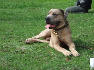Antikdoggentreffen 2010 049 - Kopie.JPG