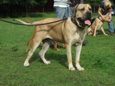 Antikdoggentreffen 2010 067 - Kopie.JPG