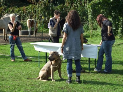 Antikdoggentreffen 2010 092 - Kopie.JPG