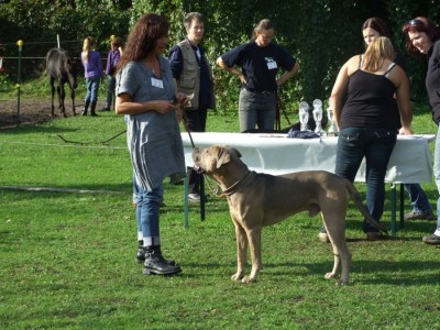 Antikdoggentreffen 2010 095 - Kopie.JPG