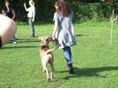 Antikdoggentreffen 2010 098 - Kopie.JPG
