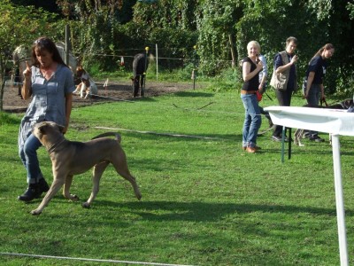 Antikdoggentreffen 2010 100 - Kopie.JPG