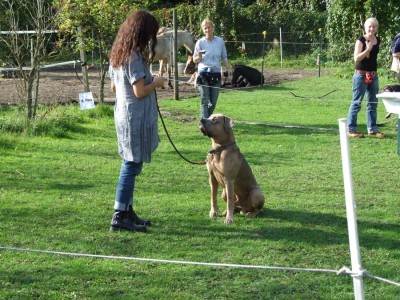 Antikdoggentreffen 2010 102 - Kopie.JPG