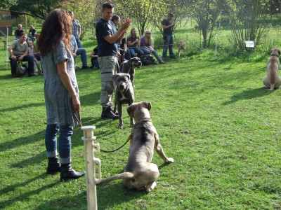 Antikdoggentreffen 2010 109 - Kopie.JPG