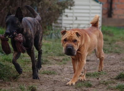 12 04 Baggs und Tala.jpg