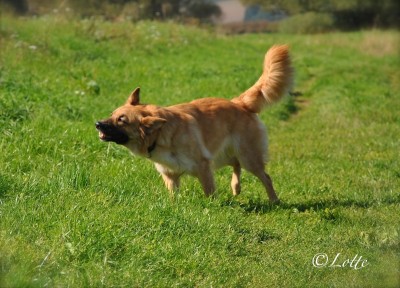 DSC_2433.JPG